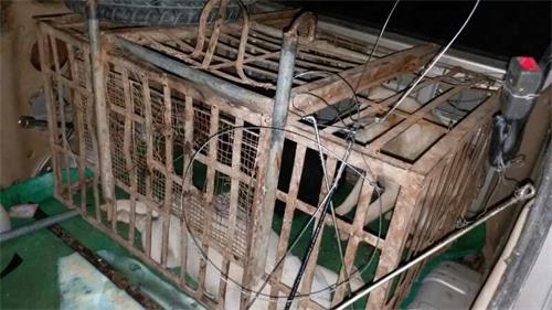 成功破获一起偷狗案件,抓获犯罪嫌疑人2人,缴获砍刀,套狗工具,毒狗